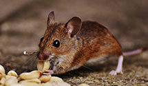 24 Hour & Emergency Exterminators in Slatington, PA